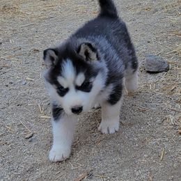 Boy 2 - Siberian Husky puppy in Sun Valley, Nevada from Arcticgrace Siberians