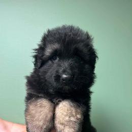 Boy 2 - Black and red male German Shepherd puppy in Hancock, New Hampshire from Kysarah German Shepherds