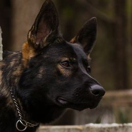 Ivon - German Shepherd