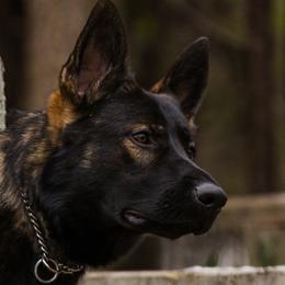 Ivon - German Shepherd