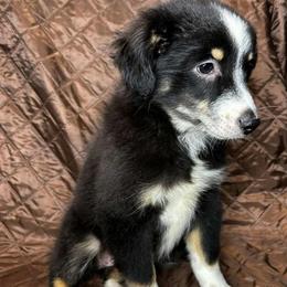 Katie - Black tri female Miniature Australian Shepherd puppy in Hokes Bluff, Alabama from Alegria Toy Aussies
