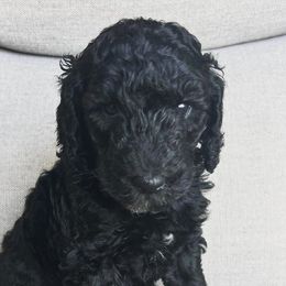 Green Puppy - Black Labradoodle puppy in Kingman, Arizona from The Dood Ranch