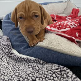 Vizsla Puppies from Valor Vizsla's