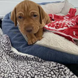 Vizsla Puppies from Valor Vizsla's