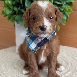 D-Yellow Boy - Red  male Goldendoodle puppy in Lewisville, Texas from Texas Goldendoodle Lovers