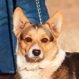 Gemma - Pembroke Welsh Corgi