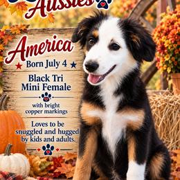 America - Black tri female Miniature Australian Shepherd puppy in Nashville, Tennessee from Little B’s Aussies