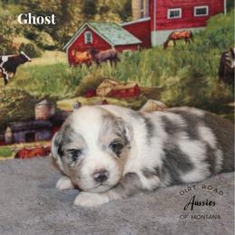 Ghost - Blue merle male Miniature Australian Shepherd puppy in Ronan, Montana from Dirt Road Aussie’s of Montana