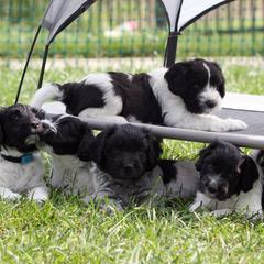 Schapendoes Puppies from Dream Star Schapendoes