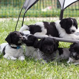 Schapendoes Puppies from Dream Star Schapendoes