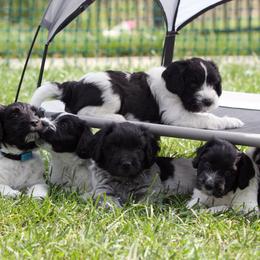 Schapendoes Puppies from Dream Star Schapendoes