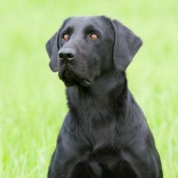 Labrador Retrievers from Talk Timber Kennels