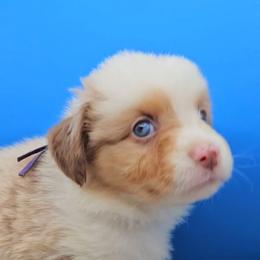 Purple Collar RMF - Red merle female Miniature American Shepherd puppy in Lexington, Kentucky from Deuce's Den