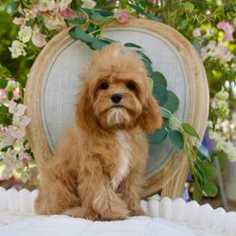 Maroon - Red male Cavapoo puppy in Queen Creek, Arizona from Dulcito Doodles