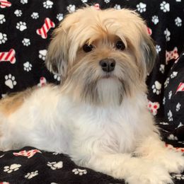 Paisley - Havanese