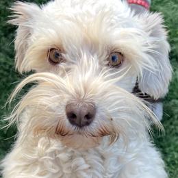 Jade - Miniature Schnauzer