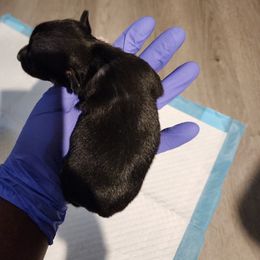 Chihuahua Puppies from Maldonado Pet Life Breeder LLC.