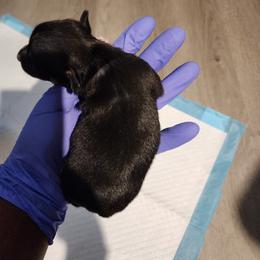 Chihuahua Puppies from Maldonado Pet Life Breeder LLC.