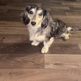 Krewe - Dachshund