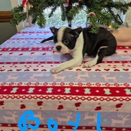 Boy 1 - Black and white male Boston Terrier puppy in Mc Donough, Georgia from Ballard Boston Terriers