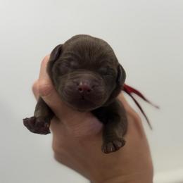Saber - Red Collar - Chocolate male Labrador Retriever puppy in Elloree, South Carolina from Moonlight Kennels LLC