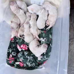 Golden Retriever Puppies from Wishaw Whisky Golden Retrievers