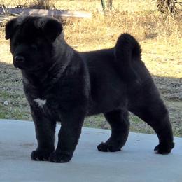 Sora - Black female Akita puppy in Granbury, Texas from Folklore Akitas