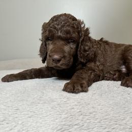 Sprout (Green Collar) - Brown male Poodle puppy in Monroeville, Pennsylvania from K & A Standard Poodles