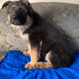 Blue collar boy - Black and red male German Shepherd puppy in Coleta, Illinois from Four Leaf Farm- Vom Vierblättriges Bauernhof