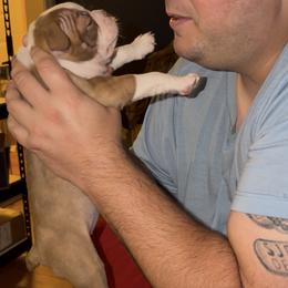 Liberty - Lilac female Boston Terrier puppy in Warwick, Rhode Island from Mad Bossies