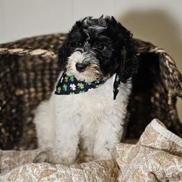 Halo Green Collar - Black and white male Bernedoodle puppy in Bonham, Texas from Happy Valley Puppies