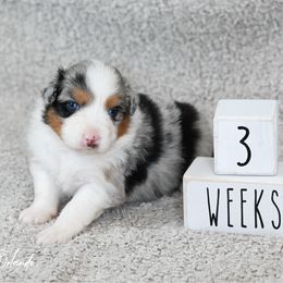 Girl 3 - Blue merle female Australian Shepherd puppy in Rochester, Massachusetts from Clover Creek Aussies