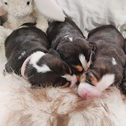 Beagle Puppies from Rosehaven Homestead