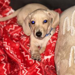Dachshund Puppies from Davidson's Dachshunds