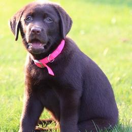 Labrador Retriever Puppies from Lorlyn Labradors