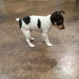 Boy 2 - White black and tan male Toy Fox Terrier puppy in Shawnee, Oklahoma from Heartland Toy Fox Terriers