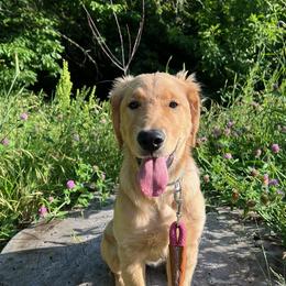 Golden Retrievers from Enchanted Valley Goldens