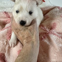Female cream - White female Pomsky puppy in Leesburg, Virginia from Capital Pomsky