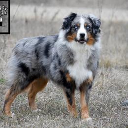Miniature Australian Shepherds from Rustic Original Aussies