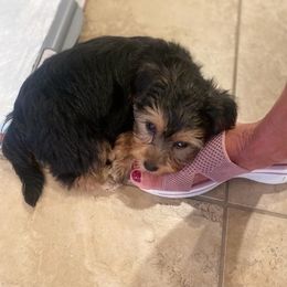 Assorted Doodle Crosses, Double Doodle, Maltipoo, Morkie, and Yorkipoo Puppies from Danza Bolo