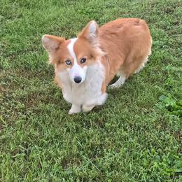 RITA - Red female Pembroke Welsh Corgi puppy in Walker, Iowa from Double K Corgis