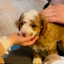 Ron - Parti male Goldendoodle puppy in Kearneysville, West Virginia from Daydreamer