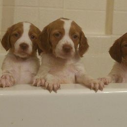 Brittany Puppies from Fieldstone Bird dog Kennels