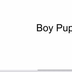 English Setter Puppies from Wildcat Creek Kennels