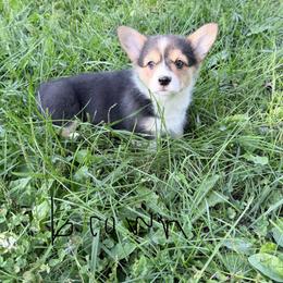 Brown - Black and tan female Pembroke Welsh Corgi puppy in Saint Paris, Ohio from Lee Farm