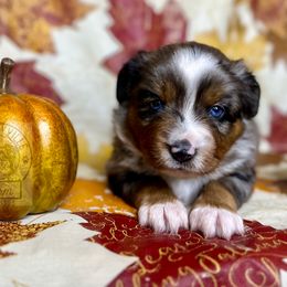 Blue Merle girl #3 - Blue merle Miniature Australian Shepherd puppy in Buchanan, Georgia from Stanleyville Farm Mini Aussies
