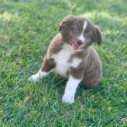 Louis - Red & white male Miniature Australian Shepherd puppy in California from Eagle River Aussies