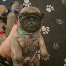 Green collar boy - Fawn male Pug puppy in Canterbury, Connecticut from Pug Palace Kennel