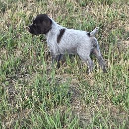 Wirehaired Pointing Griffon Puppies from High Point Griffons