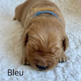 One Male Available - Golden male Golden Retriever puppy in La Verne, California from 4LoveofGoldens